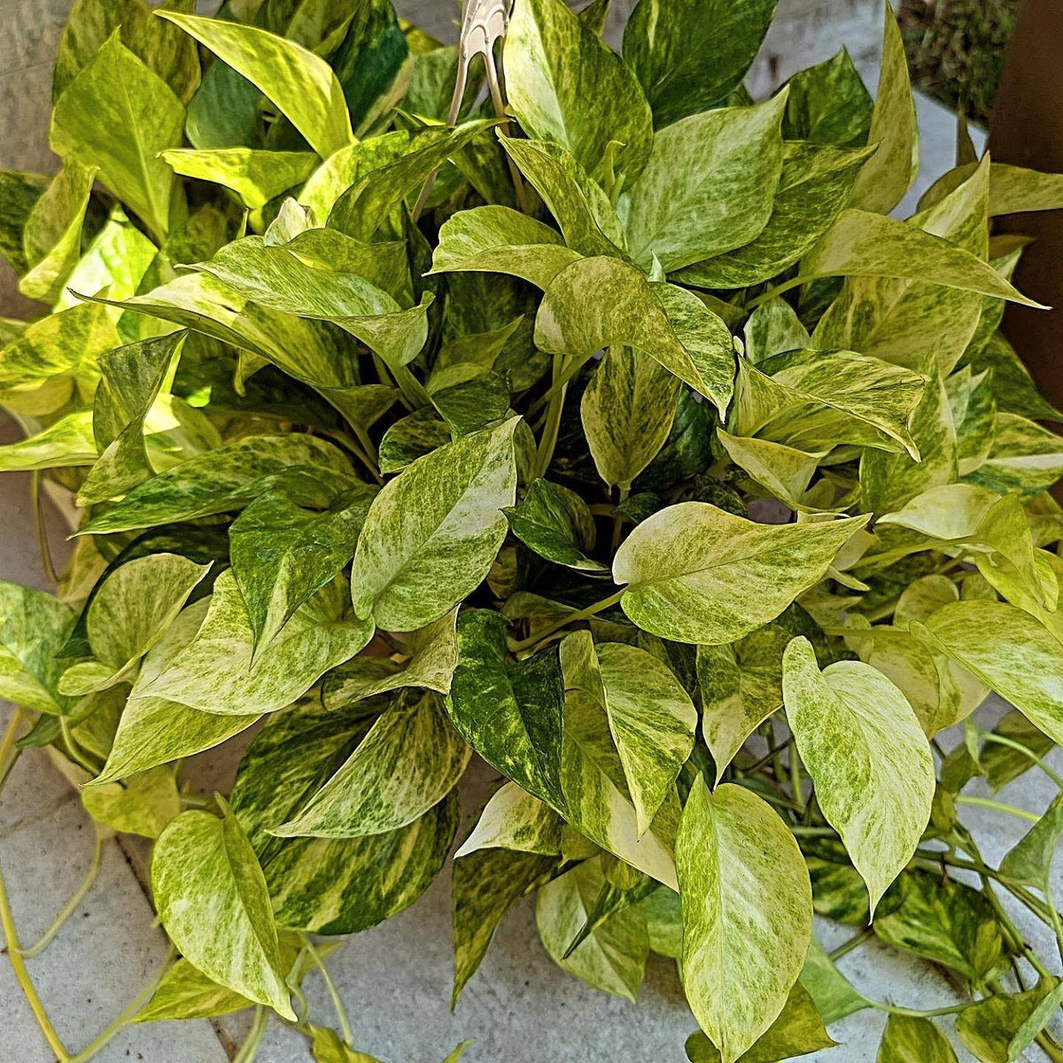 Assorted pothos cuttings including Golden, Marble Queen, Neon, Pearls and Jade, and Cebu Blue