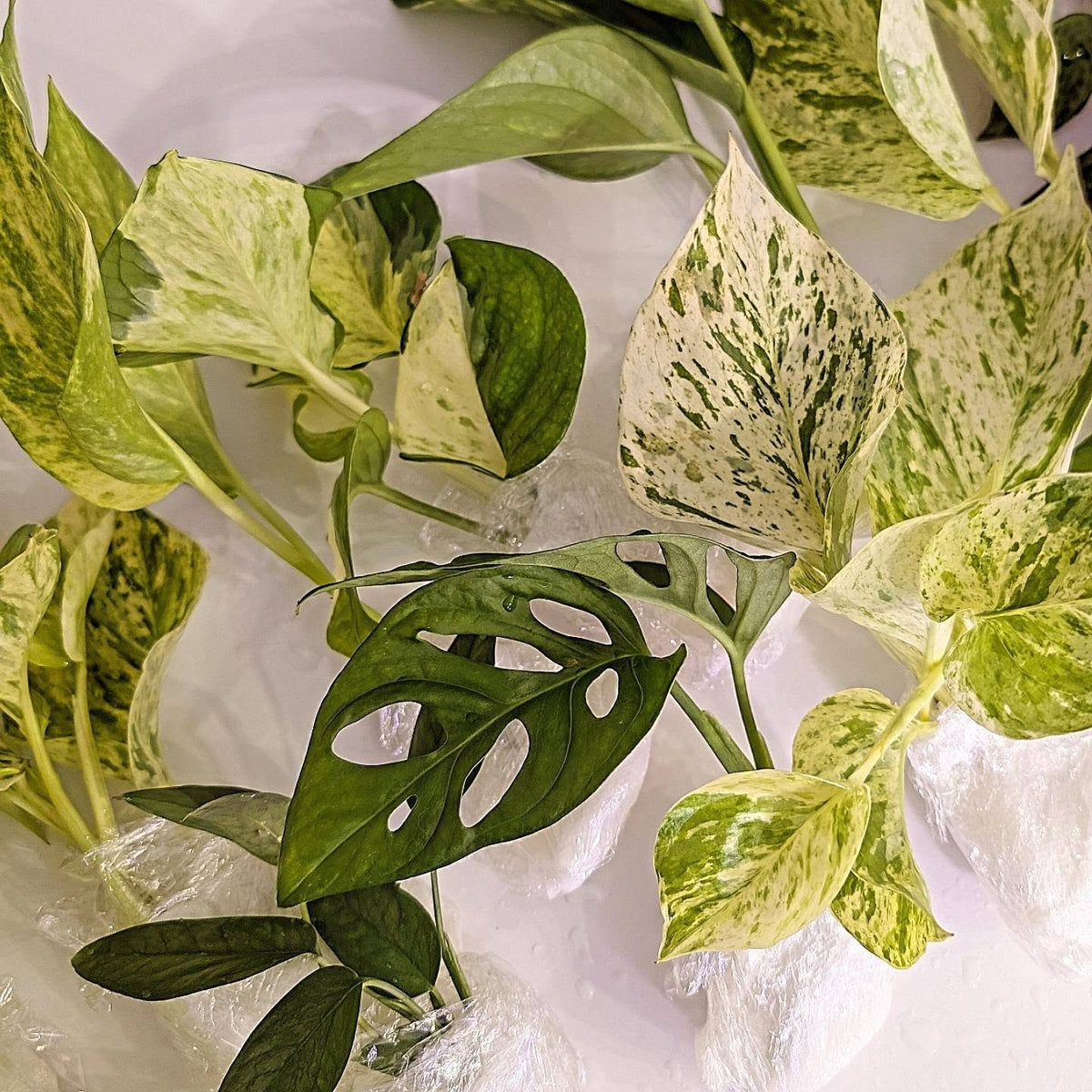 Variety of live houseplant cuttings ready for propagation with green leaves and nodes