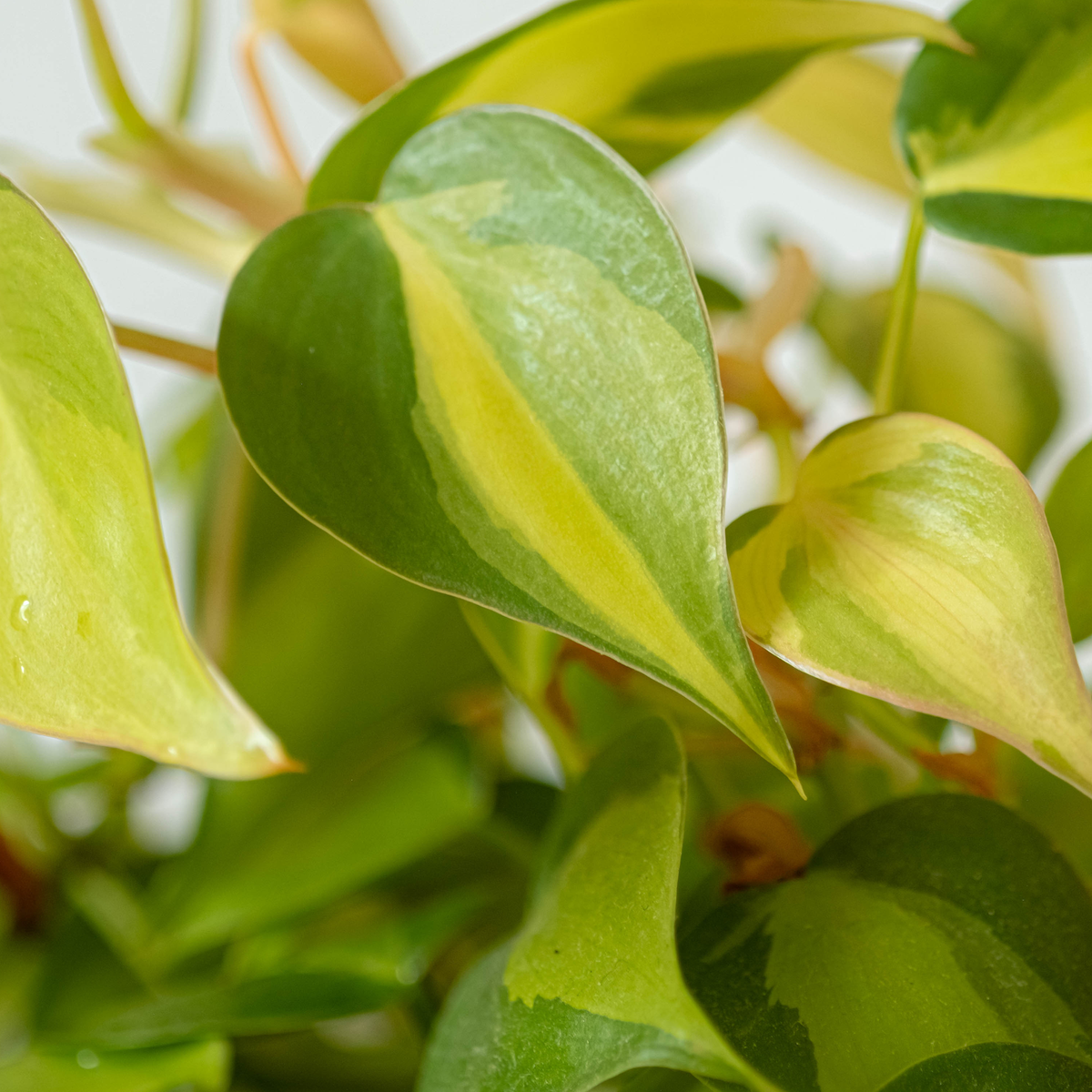 Assorted live Philodendron cuttings for propagation with trailing heart-shaped green and variegated leaves
