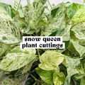 Snow Queen Pothos live cutting with highly variegated white and green leaves