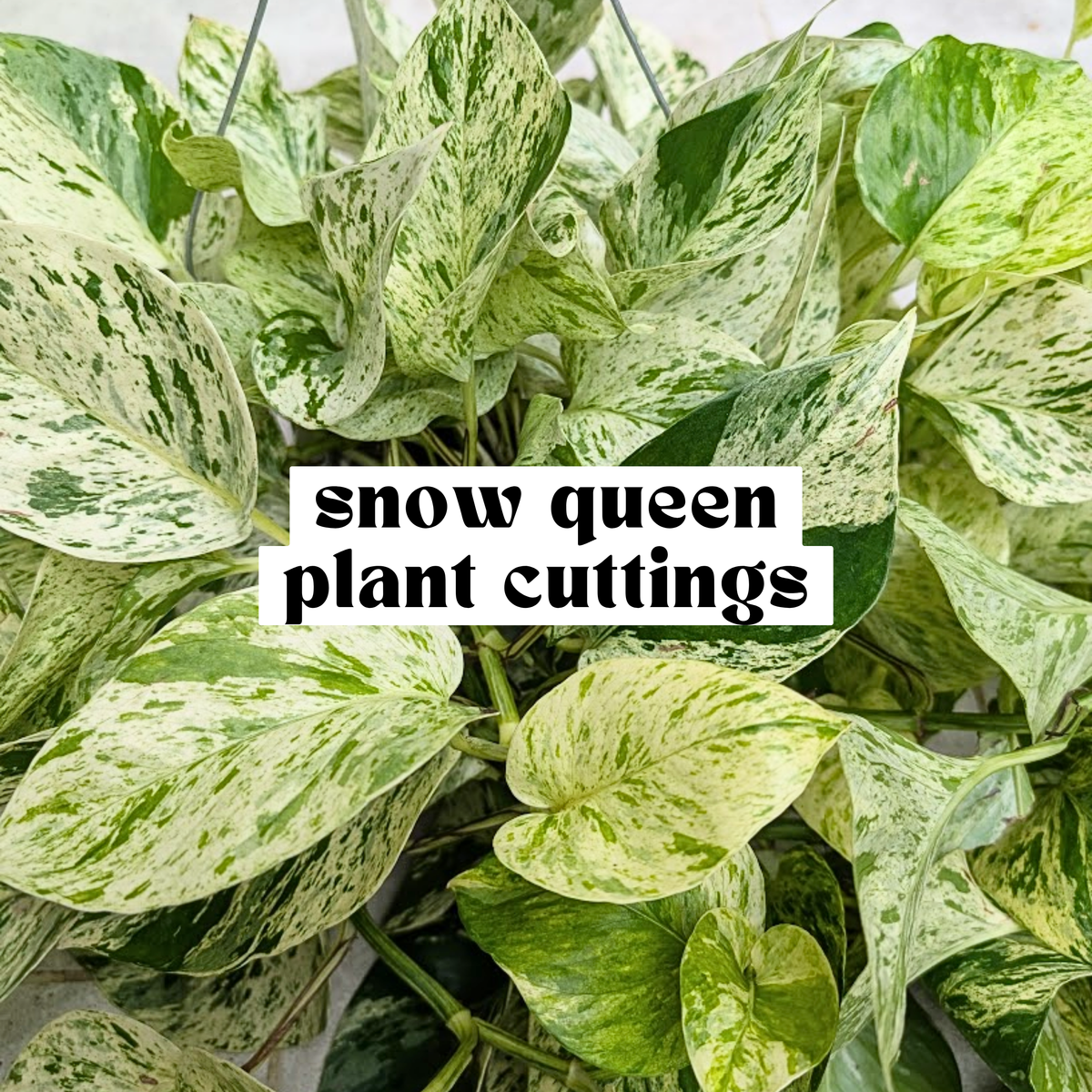 Snow Queen Pothos live cutting with highly variegated white and green leaves