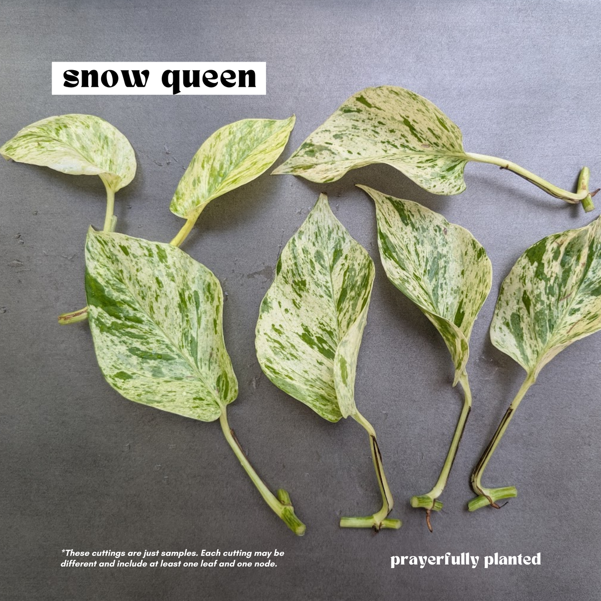 Fresh Snow Queen Pothos cuttings with white and green variegated leaves and nodes