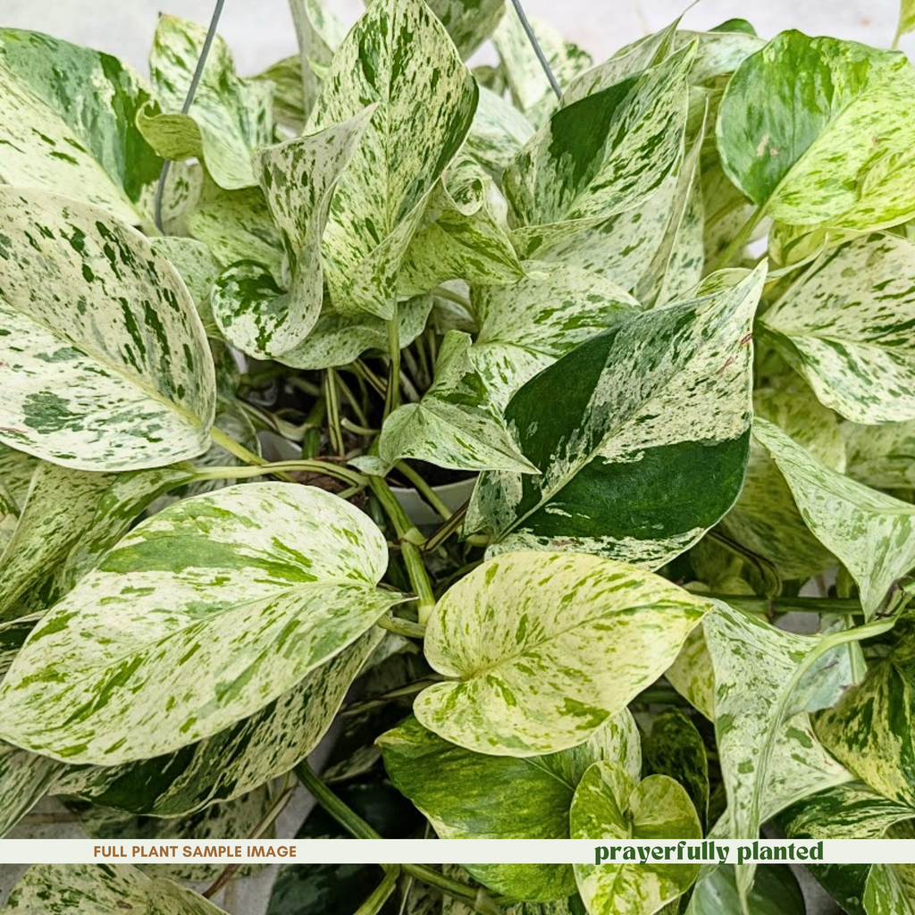 Mature Snow Queen Pothos houseplant with trailing white and green variegated vines