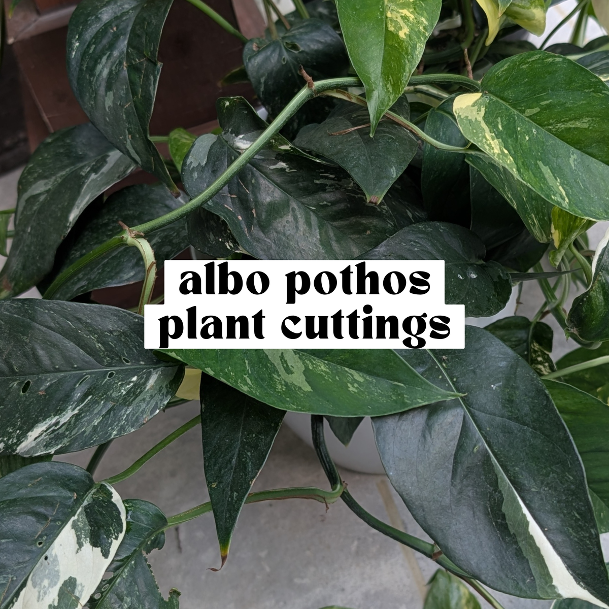 Albo Pothos live cutting with white and green variegated leaves for propagation