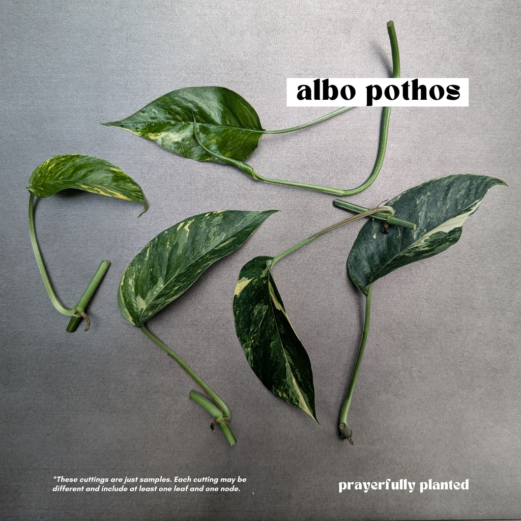 Fresh Albo Pothos cuttings with white and green variegated leaves and nodes