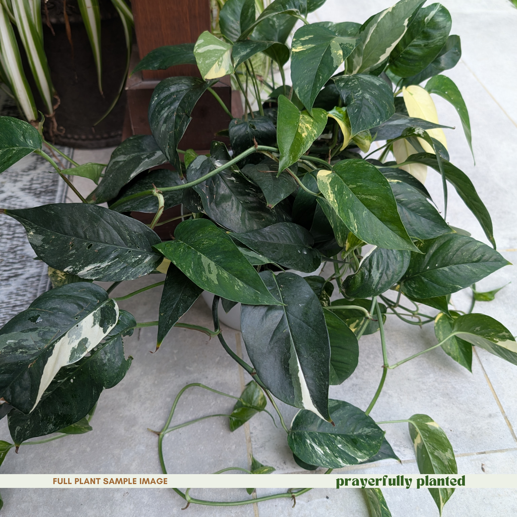 Mature Epipremnum pinnatum Albo houseplant with climbing white variegated foliage