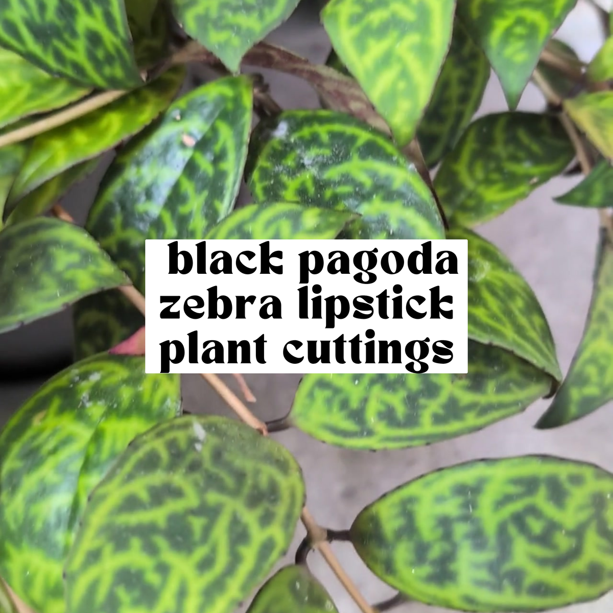 Black Pagoda Lipstick Plant Cuttings
