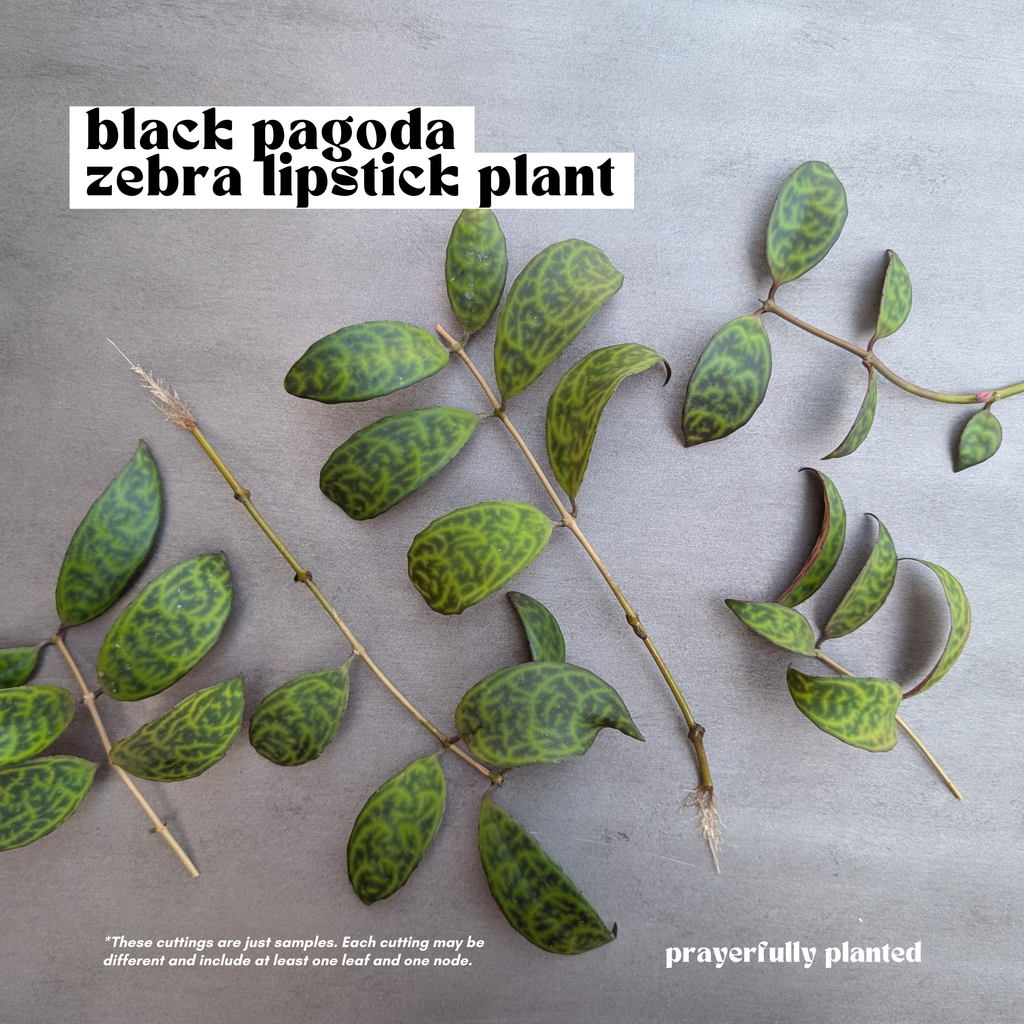 Black Pagoda Lipstick Plant Cuttings