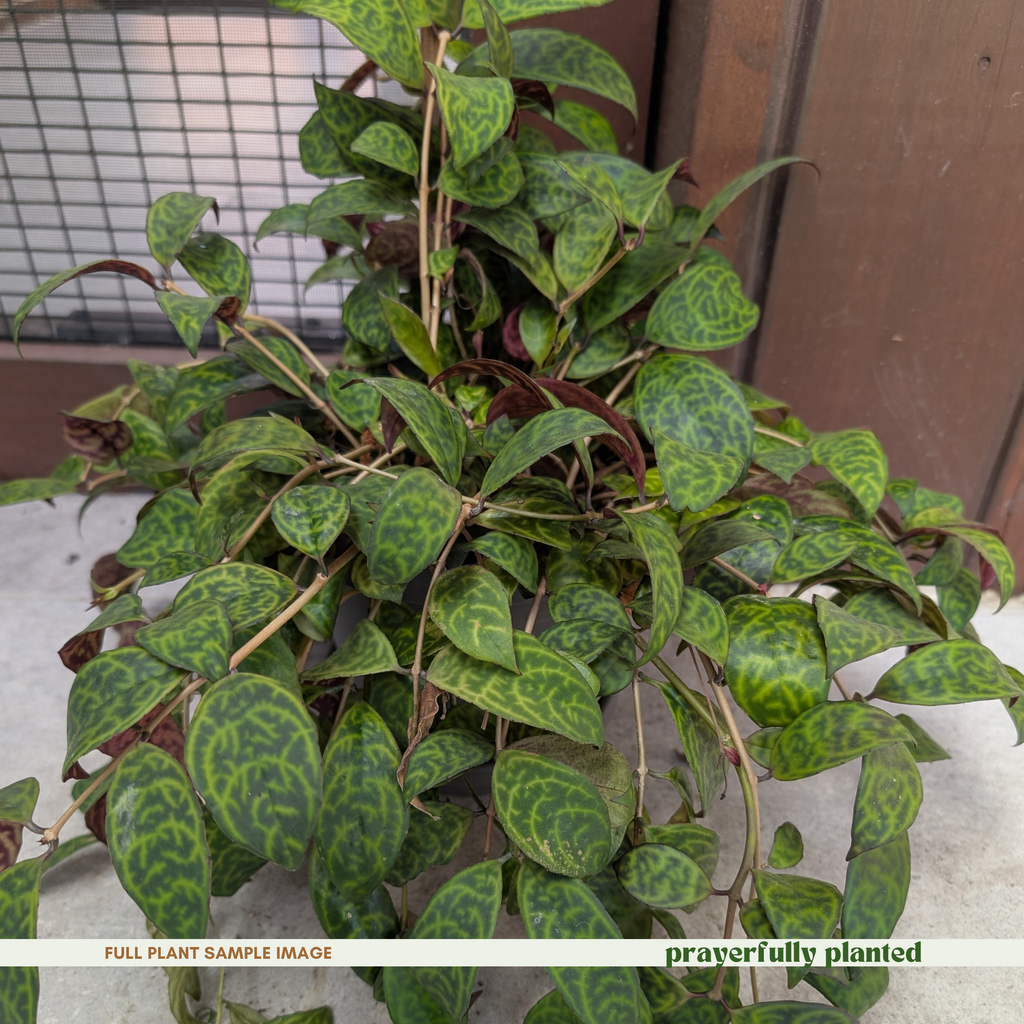 Black Pagoda Lipstick Plant Cuttings