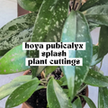 A close-up of a Hoya Pubicalyx plant cutting in a brown pot, showing glossy green leaves with white variegation. White text overlays read 'hoya pubicalyx splash plant cuttings'.