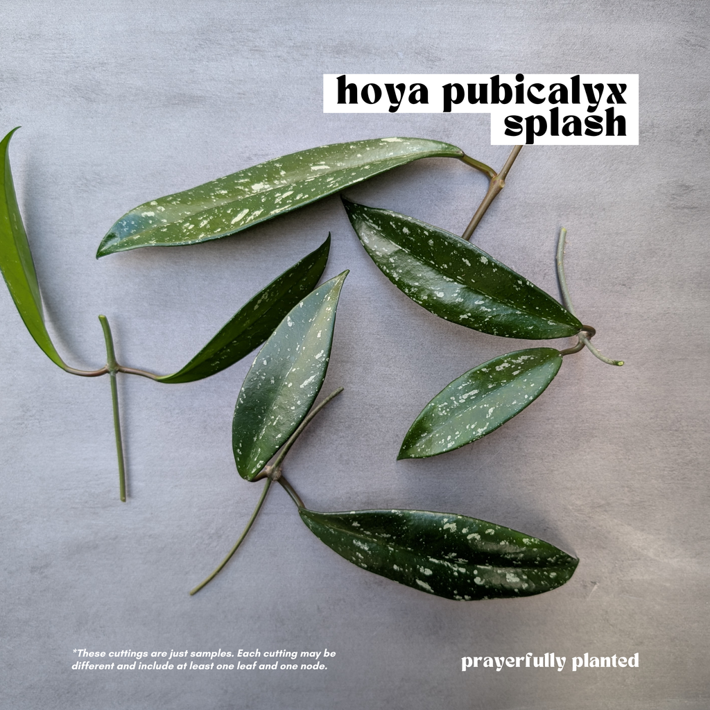 Fresh Hoya Pubicalyx Splash cuttings with glossy green and silver foliage