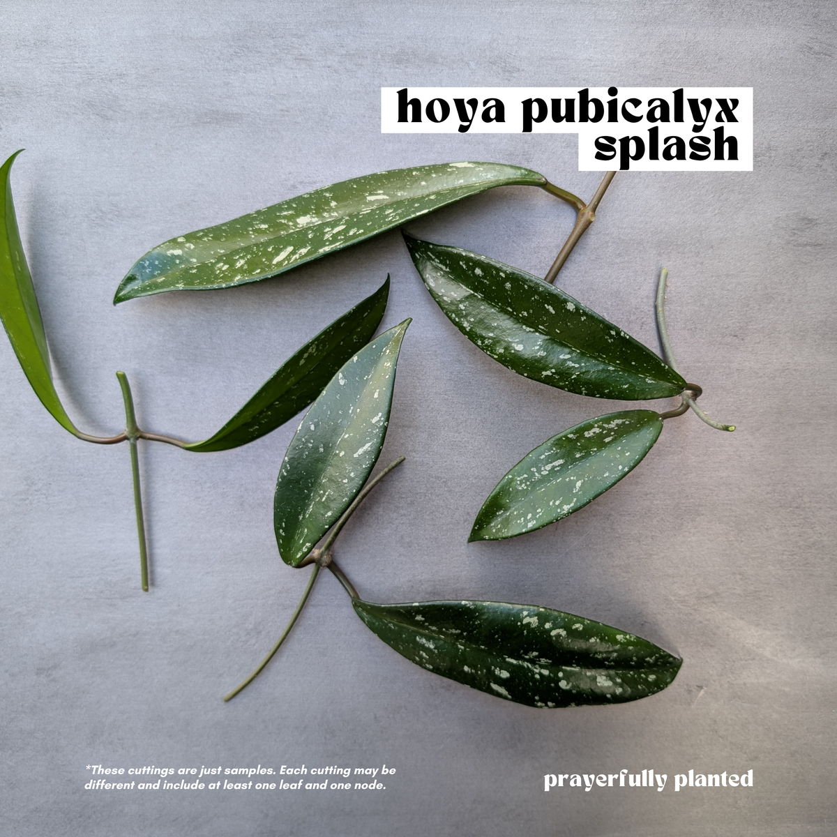 Fresh Hoya Pubicalyx Splash cuttings with glossy green and silver foliage
