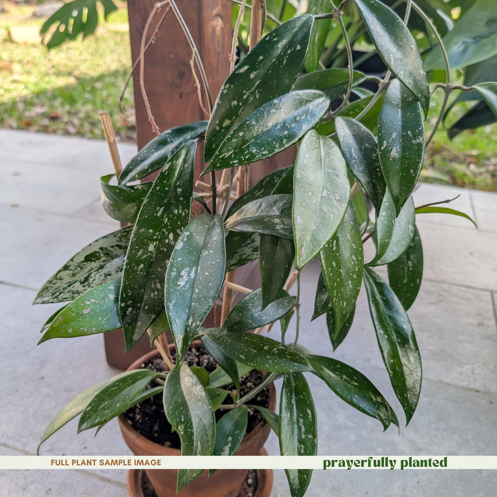 - Mature Hoya Pubicalyx Splash houseplant with trailing silver flecked vines