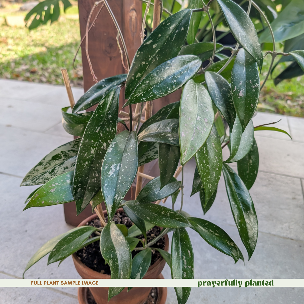 - Mature Hoya Pubicalyx Splash houseplant with trailing silver flecked vines