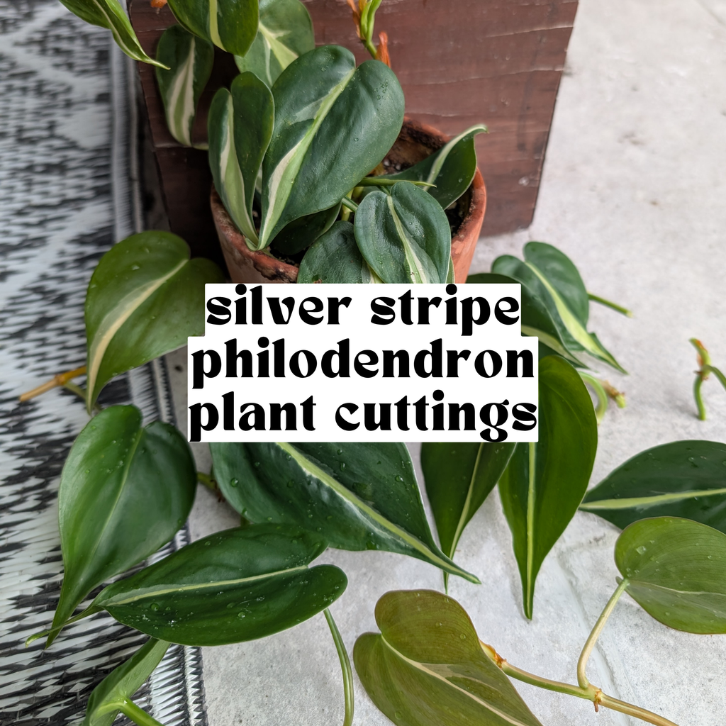 Silver Stripe Philodendron live cutting with green heart-shaped leaves and cream silver variegation