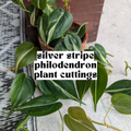 Silver Stripe Philodendron live cutting with green heart-shaped leaves and cream silver variegation