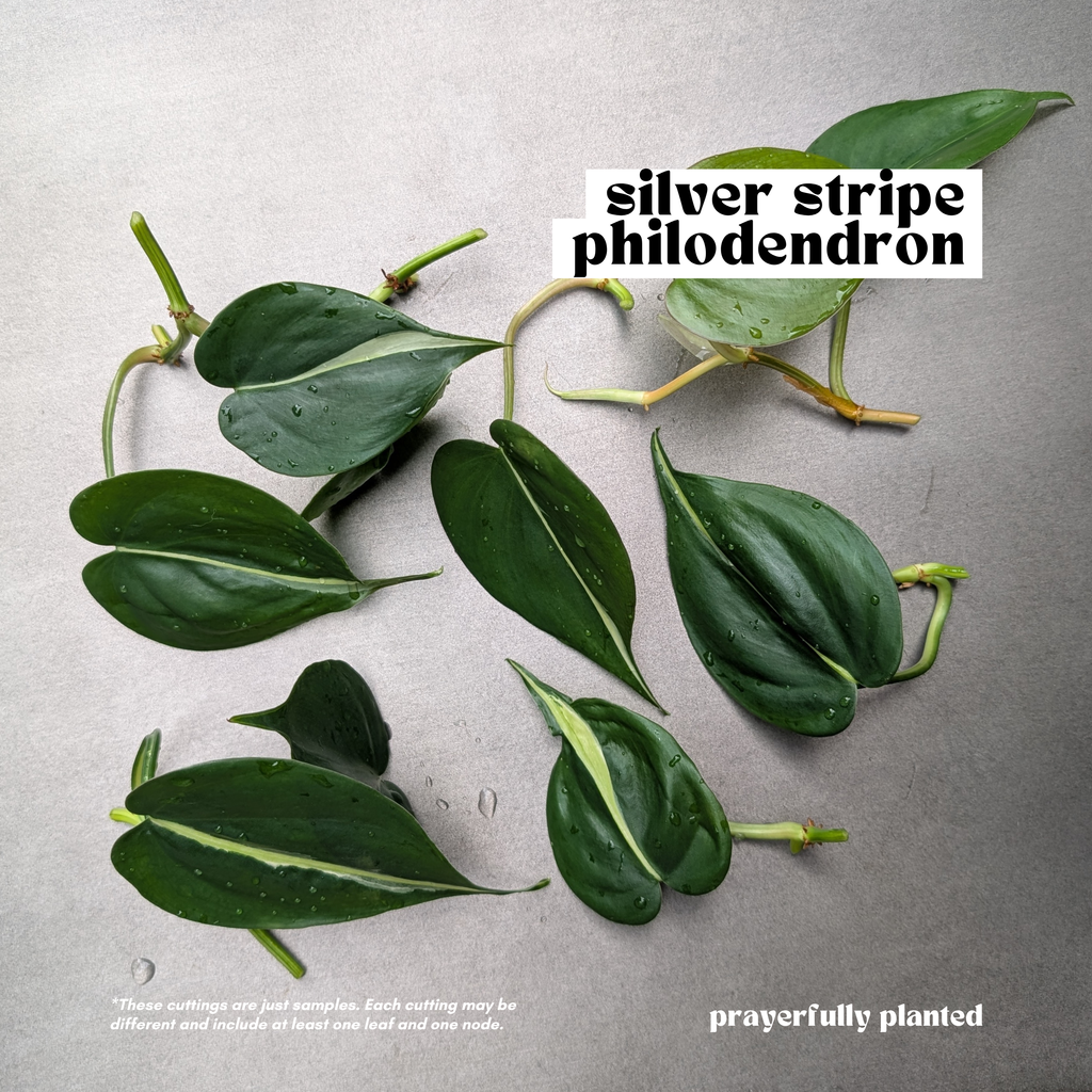 Fresh Silver Stripe Philodendron cuttings with green cream and silver variegated leaves