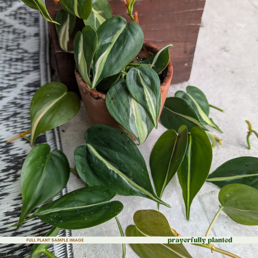 Mature Silver Stripe Philodendron houseplant with trailing variegated heart-shaped leaves