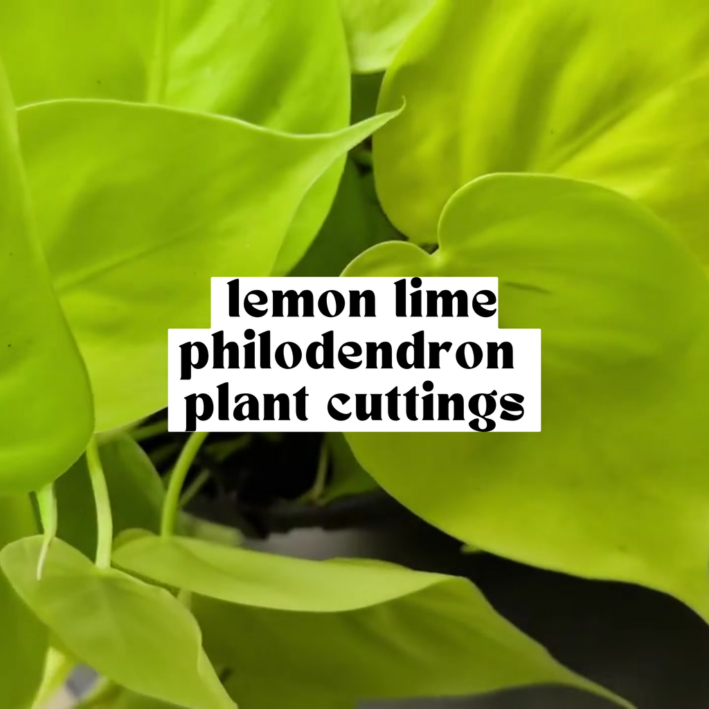 Lemon Lime Philodendron live cutting with bright chartreuse heart-shaped leaves