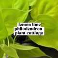 Lemon Lime Philodendron live cutting with bright chartreuse heart-shaped leaves