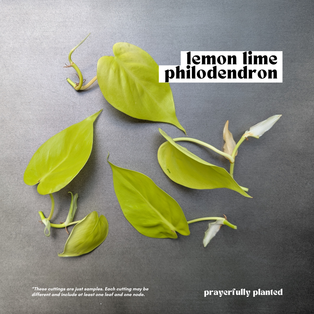 Fresh Lemon Lime Philodendron cuttings with bright chartreuse leaves for propagation