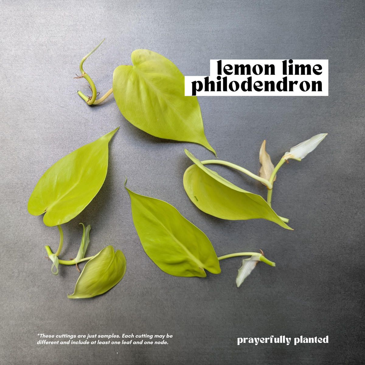 Fresh Lemon Lime Philodendron cuttings with bright chartreuse leaves for propagation
