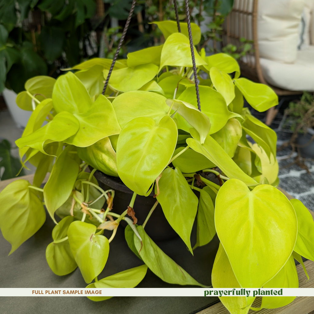 Mature Lemon Lime Philodendron houseplant with trailing chartreuse vines