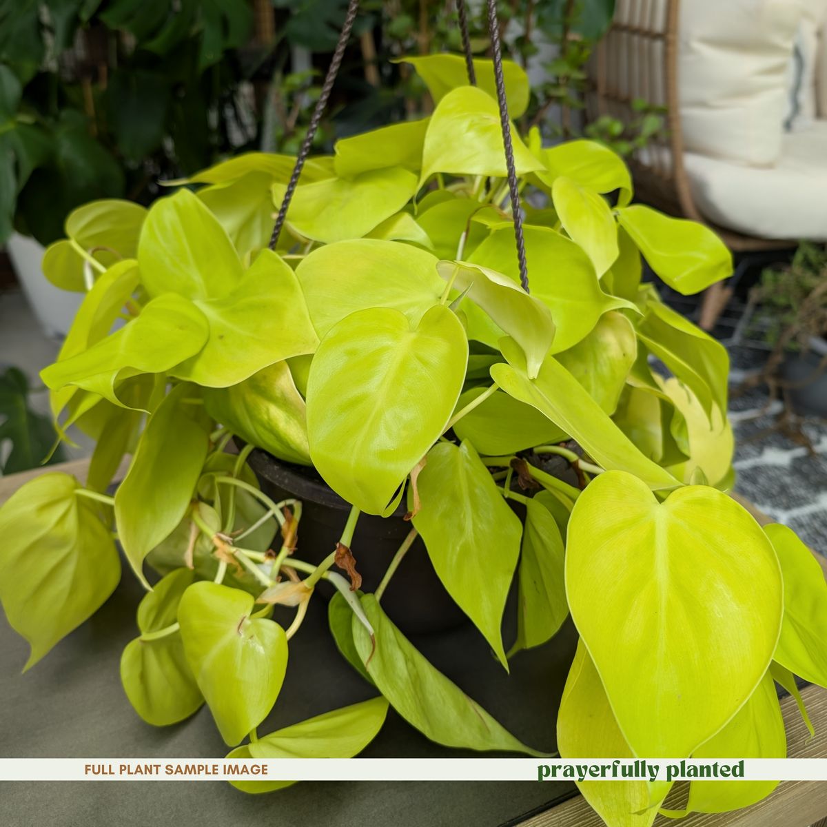 Mature Lemon Lime Philodendron houseplant with trailing chartreuse vines