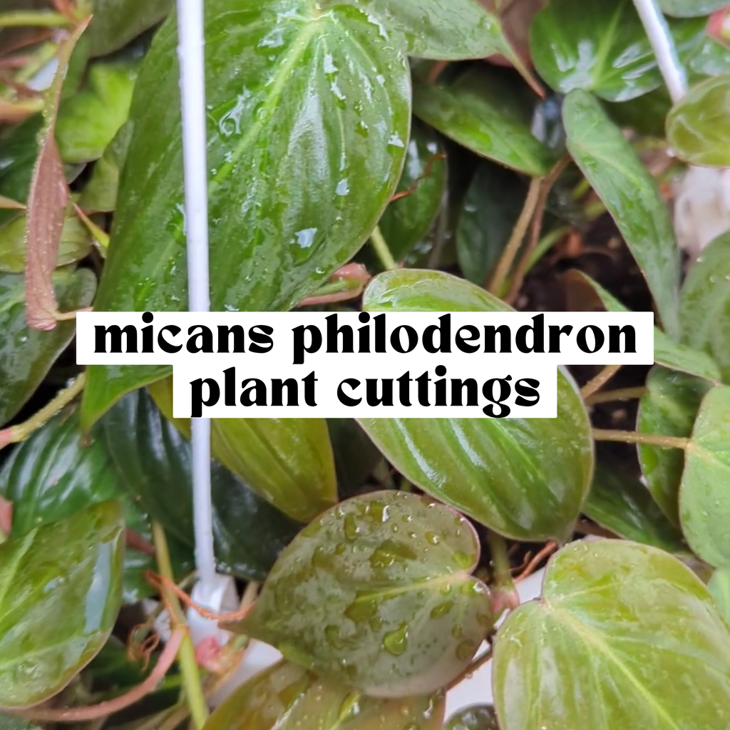 Philodendron Micans live cutting with velvety heart-shaped green and bronze leaves