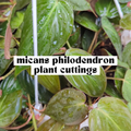 Philodendron Micans live cutting with velvety heart-shaped green and bronze leaves