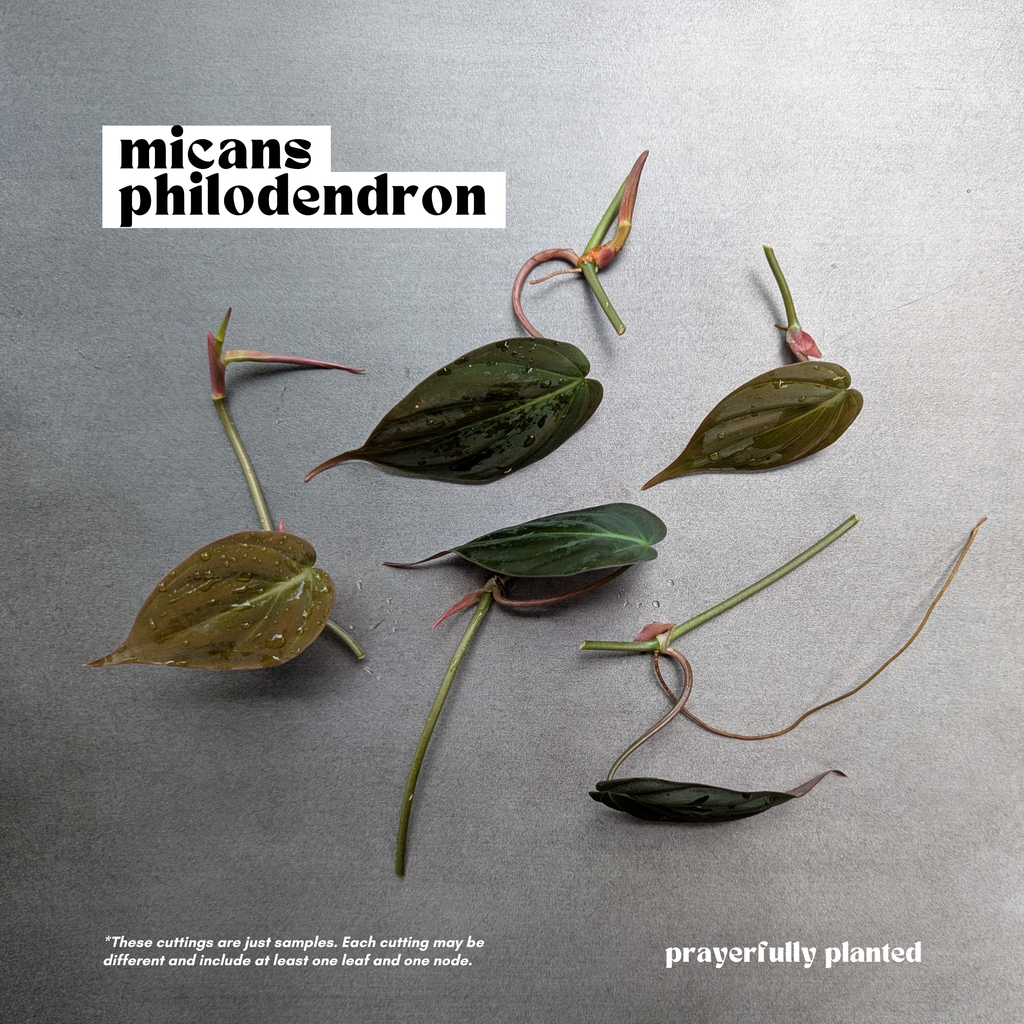 Fresh Philodendron Micans plant cuttings with leaves and nodes for propagation