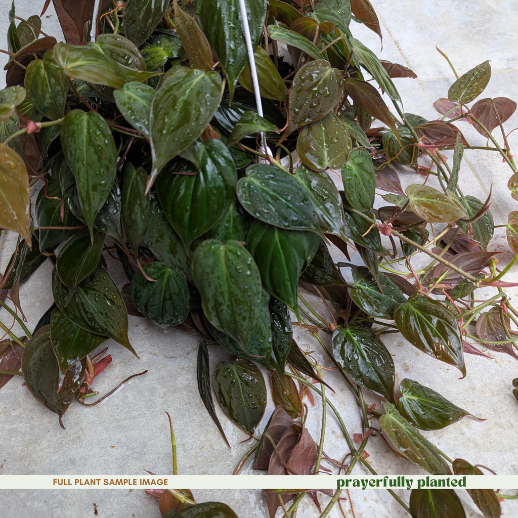 Mature Philodendron Micans houseplant with trailing velvet leaf vines