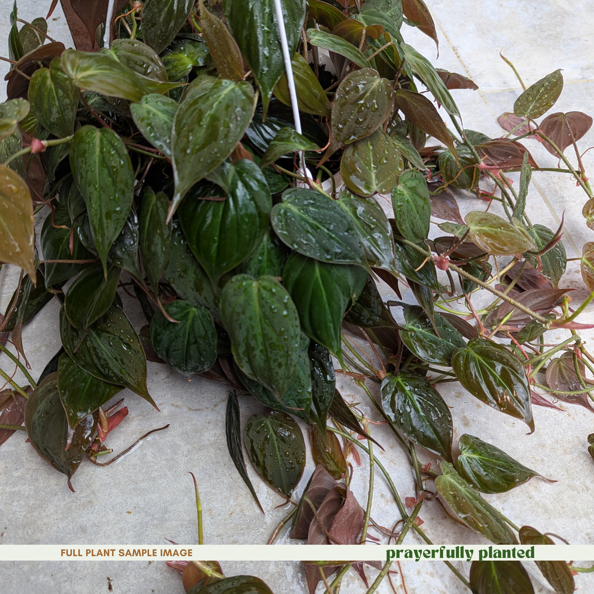 Mature Philodendron Micans houseplant with trailing velvet leaf vines