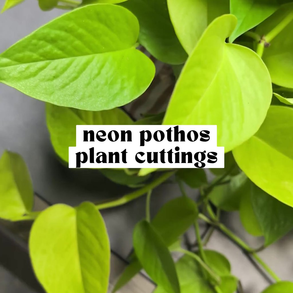 Close-up of Neon pothos leaf showing vibrant chartreuse green color