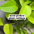 Close-up of Neon pothos leaf showing vibrant chartreuse green color