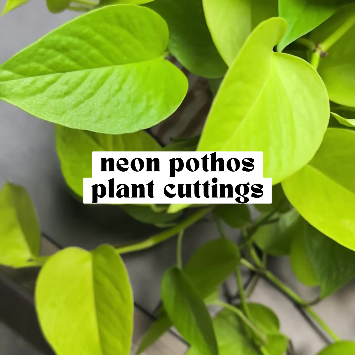 Close-up of Neon pothos leaf showing vibrant chartreuse green color