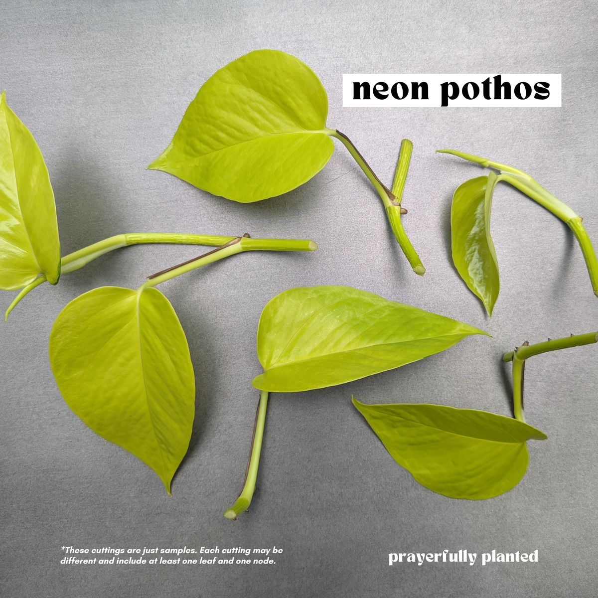 Fresh Neon pothos cuttings with leaves and nodes ready for propagation