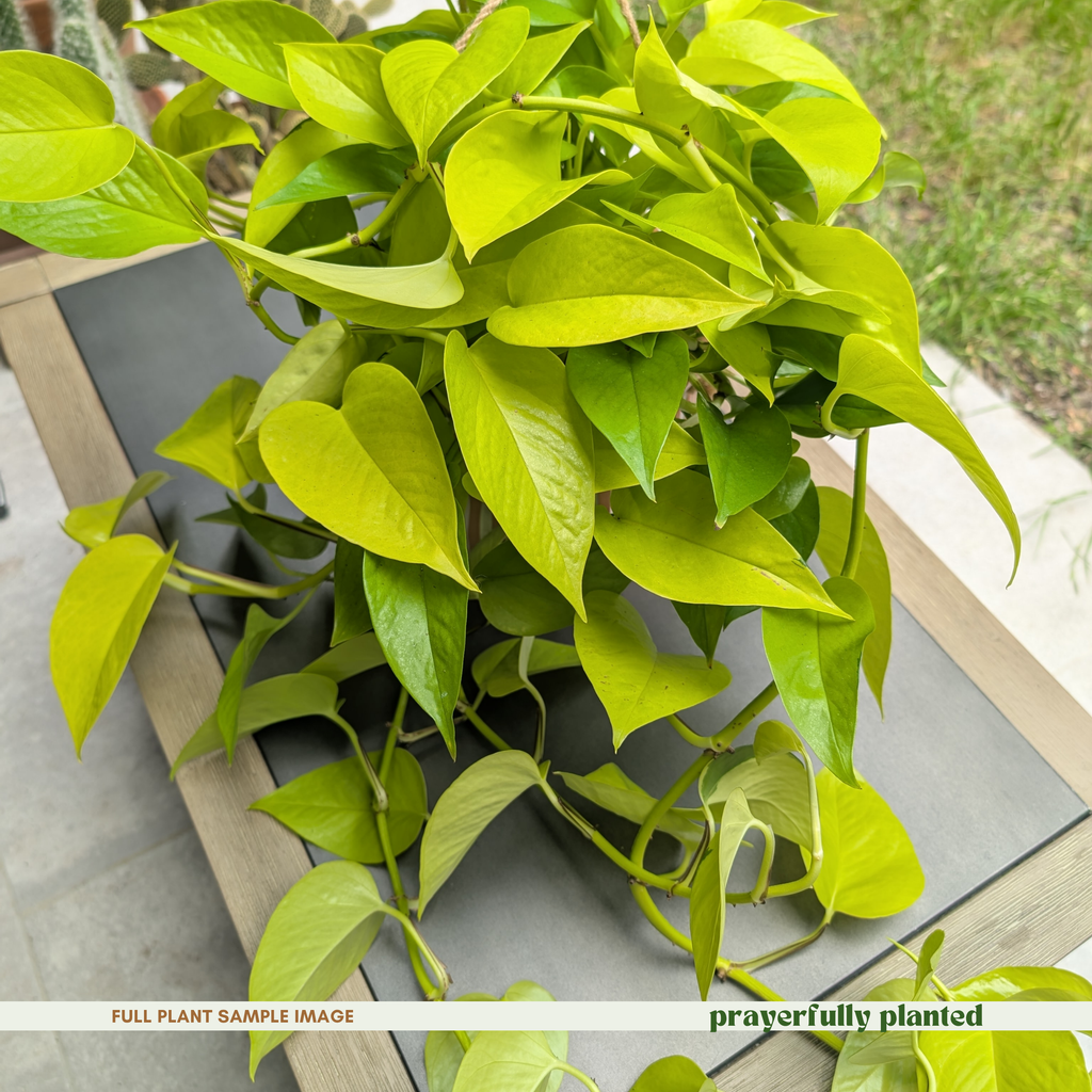 Mature Neon pothos houseplant with trailing bright green vines