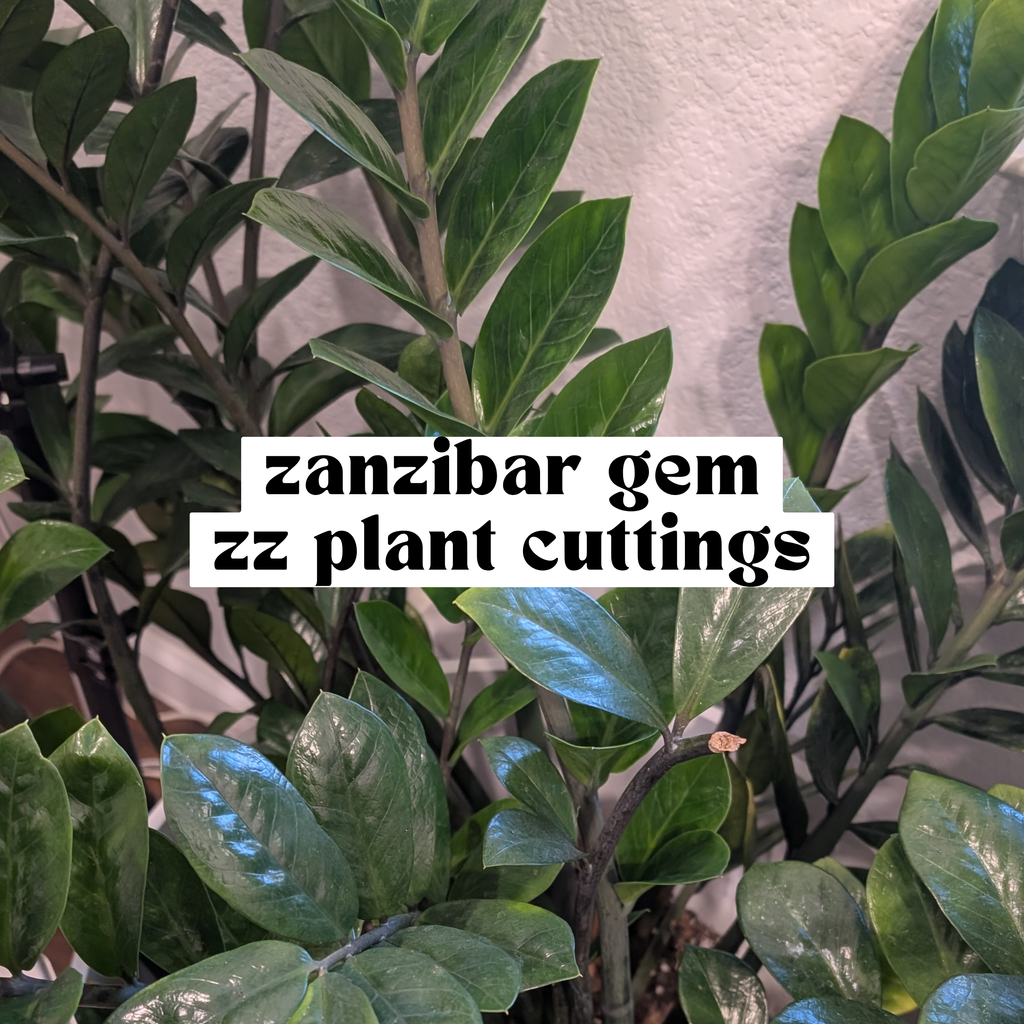 Close-up of a Zanzibar 'gem' ZZ plant with glossy green leaves, featuring a text overlay that reads 'zanzibar gem zz plant cuttings'.