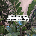 Close-up of a Zanzibar 'gem' ZZ plant with glossy green leaves, featuring a text overlay that reads 'zanzibar gem zz plant cuttings'.