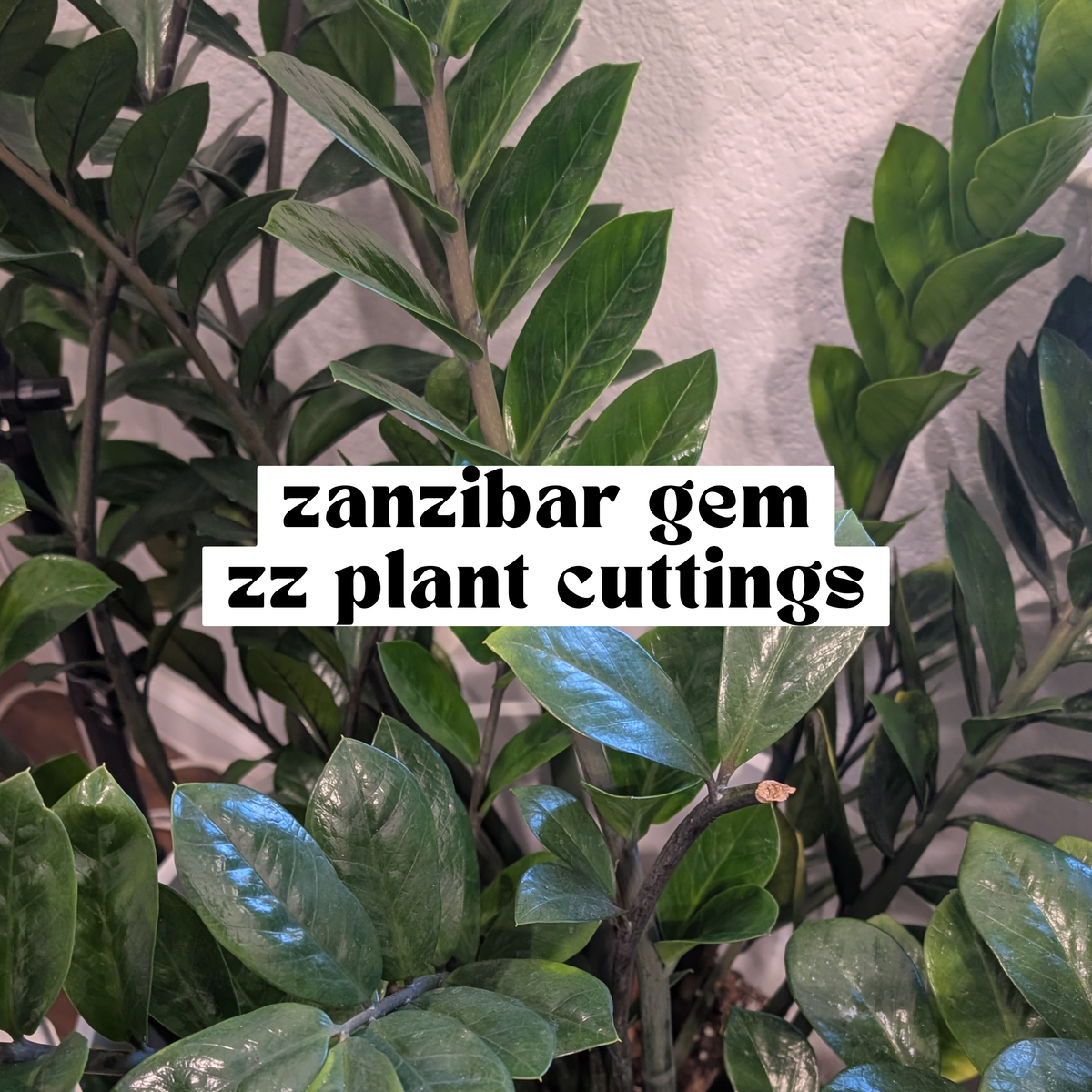 Close-up of a Zanzibar 'gem' ZZ plant with glossy green leaves, featuring a text overlay that reads 'zanzibar gem zz plant cuttings'.