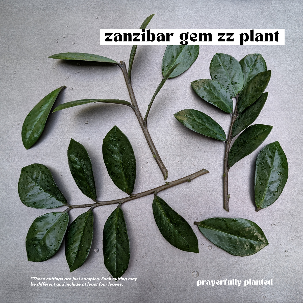 Three cuttings of the zanzibar gem ZZ plant with glossy dark green leaves and brown stems, arranged on a textured light gray background. Text overlays read 'zanzibar gem zz plant' at the top and 'prayerfully planted' at the bottom right.