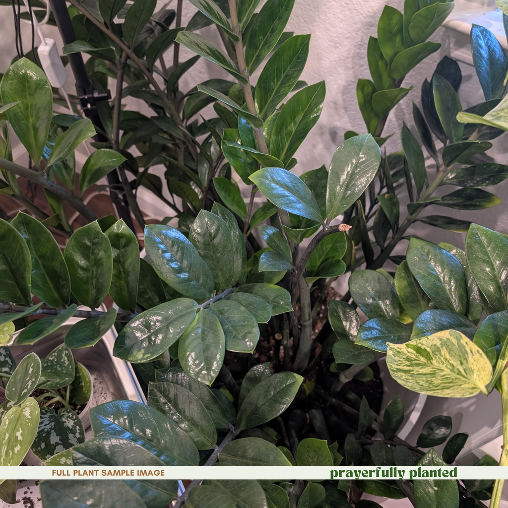 A close-up of a Zamiocullas, also known as a ZZ plant, with glossy green leaves showing natural variegation and some blue light reflections. The plant is potted in a light-colored container, with a text banner at the bottom reading 'FULL PLANT SAMPLE IMAGE' and 'prayerfully planted'.