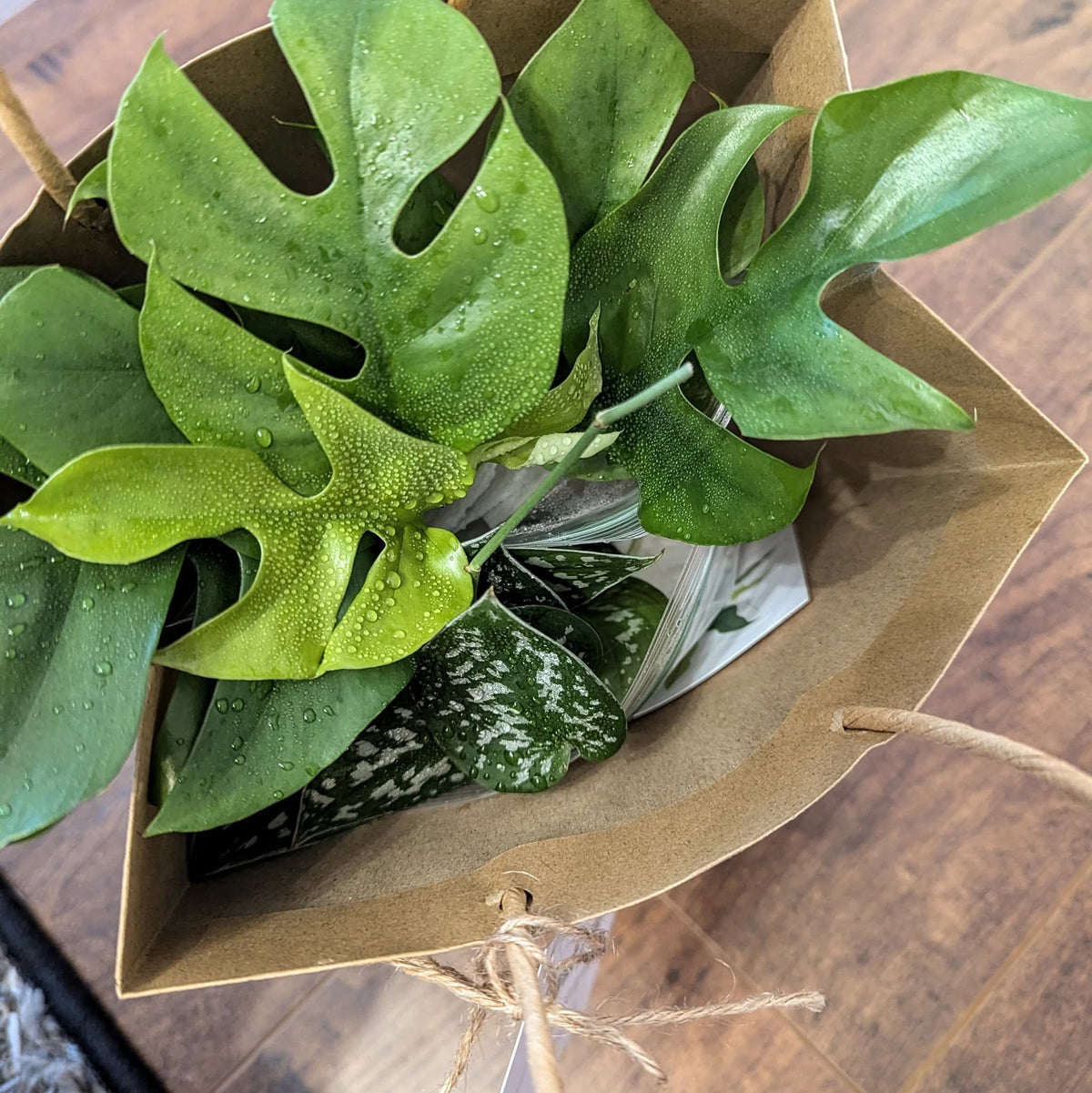 Mini-monstera fresh cuttings for propagation packaged well in a cute gift bag for Prayerfully Planted customer