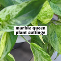 Marble Queen pothos live cutting with green and white variegated leaves