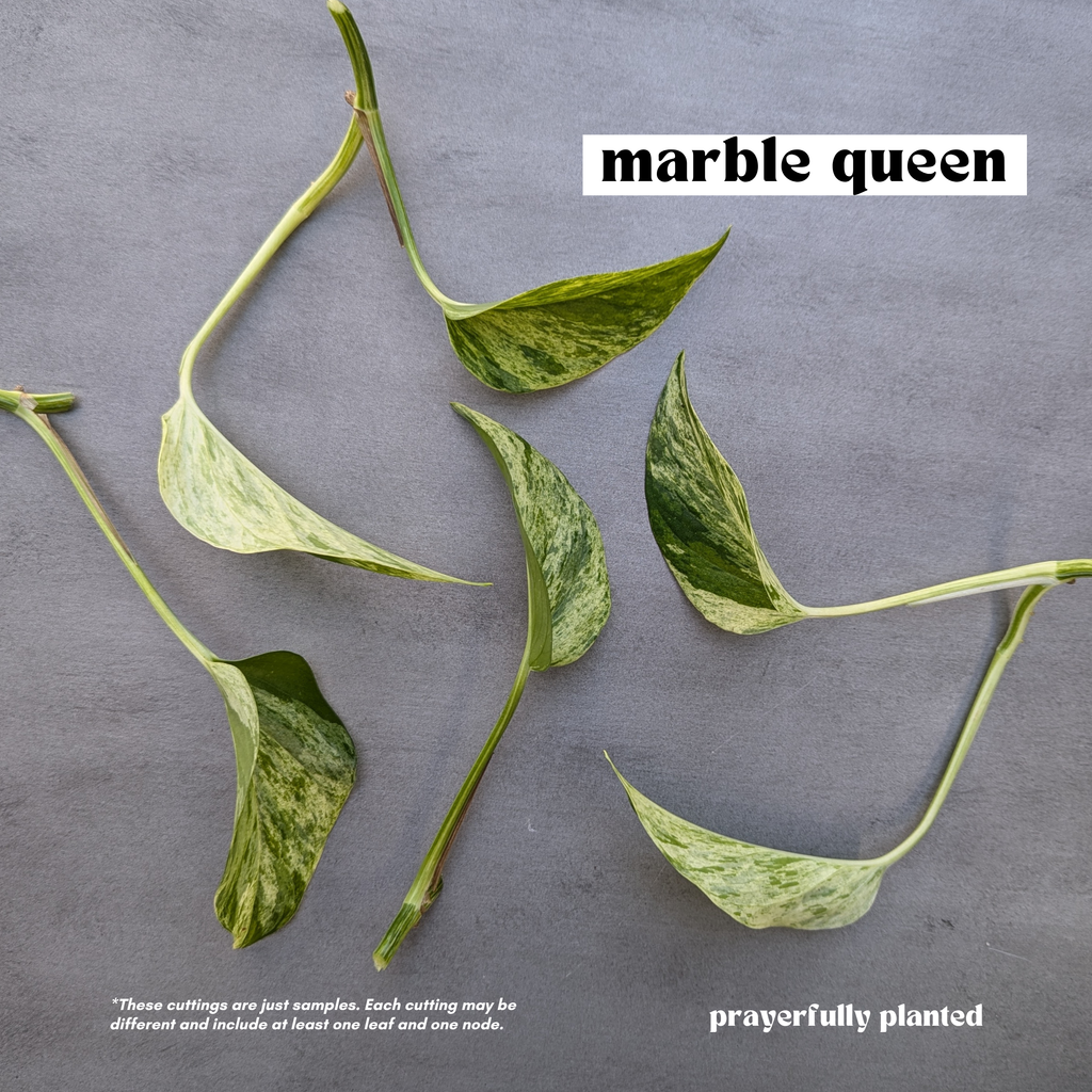 Fresh marble queen pothos cuttings ready for propagation