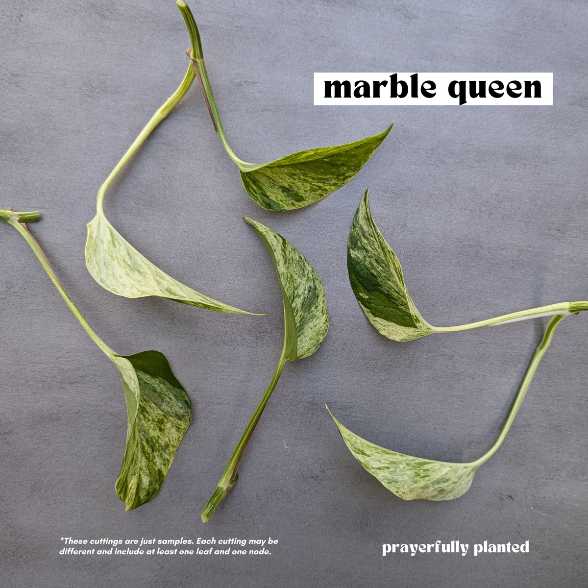 Fresh marble queen pothos cuttings ready for propagation