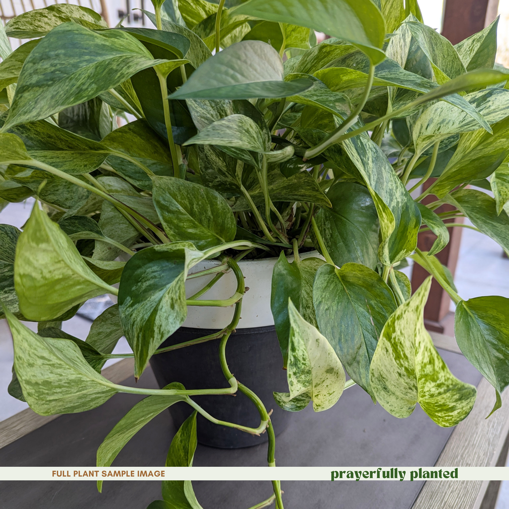 Mature marble queen pothos houseplant with trailing variegated vines