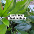 Baltic Blue Pothos live cutting with deep blue-green leaves ready for propagation