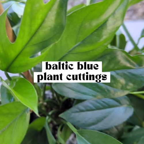 Baltic Blue Pothos live cutting with deep blue-green leaves ready for propagation